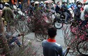 Chợ hoa Quảng Bá lọt top điểm đón Tết tuyệt nhất thế giới 